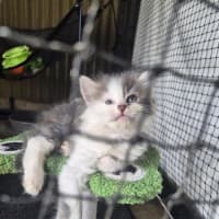 Photo of Dash