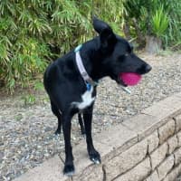 Photo of Sadie