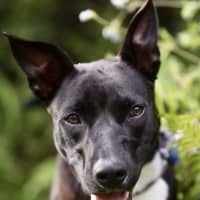 Photo of Krumb *$350 Adoption Fee*