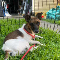 Photo of (Dot &) Dash