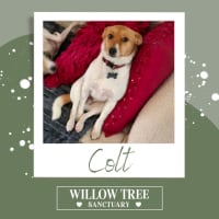 Photo of Colt