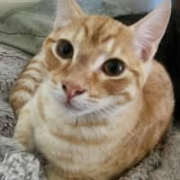 Photo of Henry   In Foster Care In Healesville