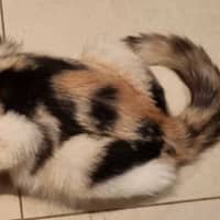 Photo of Honey