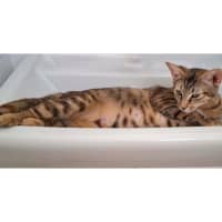 Photo of 12763   Bindi