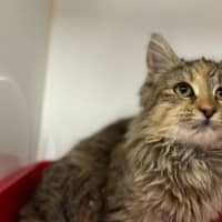 Photo of Kiki