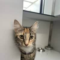 Photo of Zara