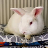 Photo of Attila The Bun