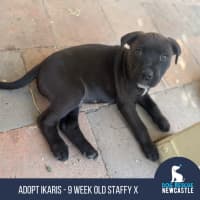 Photo of Ikaris   9 Week Old Staffy X