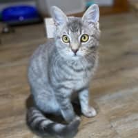 Photo of Dango