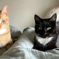 Photo of Bear & Hazel