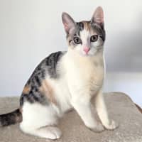 Photo of Harper