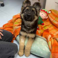 Photo of Evie