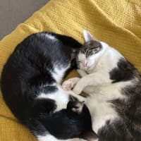 Photo of Turtle & Sylvester 