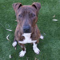 Photo of Duke 