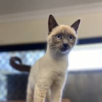 Photo of Nala