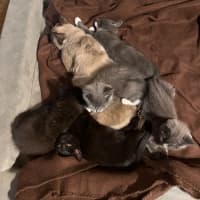 Photo of Juno ** 2nd Chance Cat Rescue**