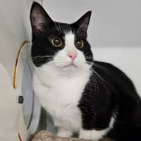 Photo of Felix