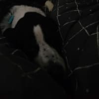 Photo of Freddie