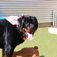 Photo of Sumo The Sun Bear