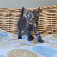 Photo of Tassie Devil 