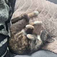 Photo of Sassafras