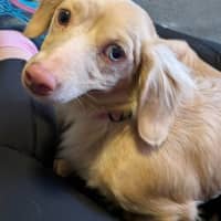 Photo of Daffodil