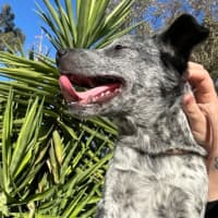 Photo of Banjo