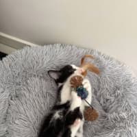 Photo of Flit