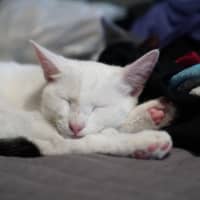Photo of Lumi