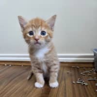 Photo of Tiger