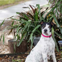 Photo of Patches