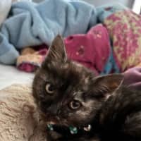 Photo of Burnt Toast 