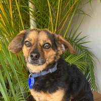 Photo of Barney   3 Year Old Chihuahua X Terrier