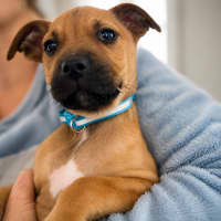 Photo of Buddy