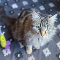 Photo of Juniper