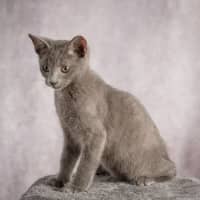 Photo of Mystery Saja