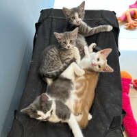 Photo of Sunny Boy ☀️meet Me@Petstock Mornington Nepean Hwy