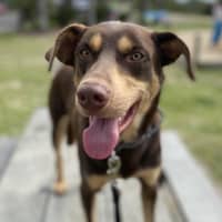 Photo of Dexter