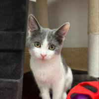 Photo of Astra