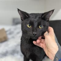 Photo of Blackjack