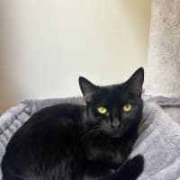 Photo of Jaguar 