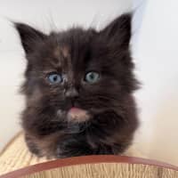 Photo of C1473 Gemma