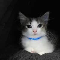 Photo of Pisho