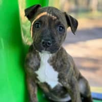 Photo of Queen Of Hearts 