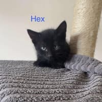 Photo of Hex