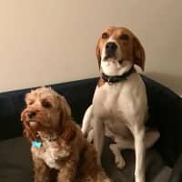Photo of Marley