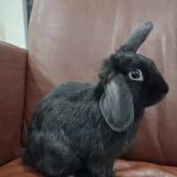 Photo of Artemis 