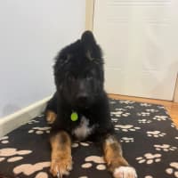Photo of Bear