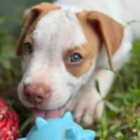 Photo of Reggie/Jingle