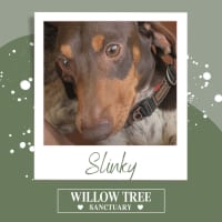 Photo of Slinky